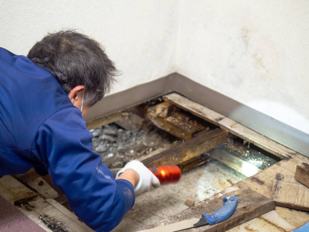 Crawl Space Mold Removal in Arnold, MO