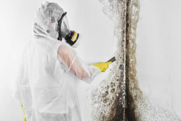 Attic Mold Removal in Arnold, MO