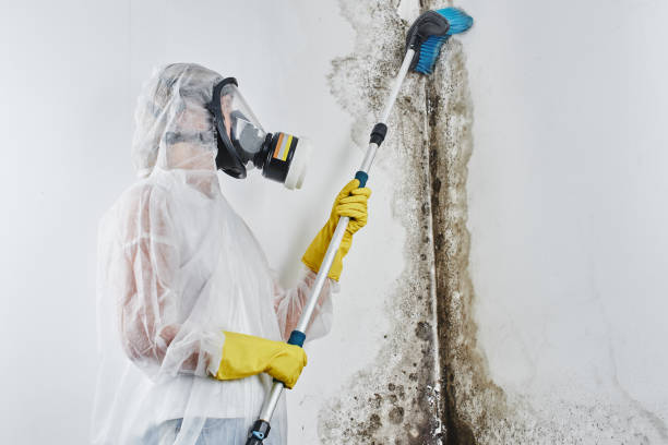Best Fast Mold Removal  in Arnold, MO