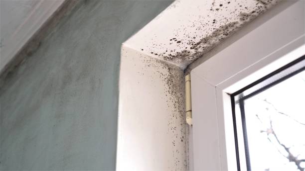 Best Toxic Mold Removal  in Arnold, MO