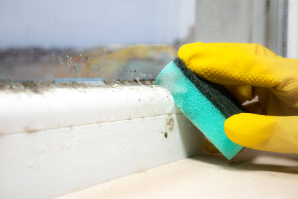 Best Attic Mold Removal  in Arnold, MO