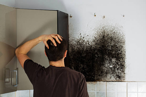 Best Fast Mold Removal  in Arnold, MO