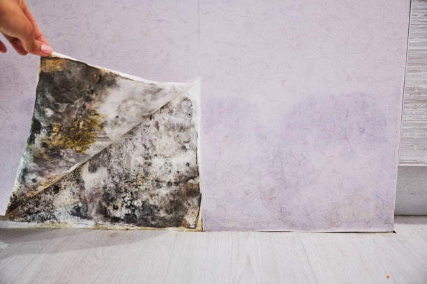Best Toxic Mold Removal  in Arnold, MO